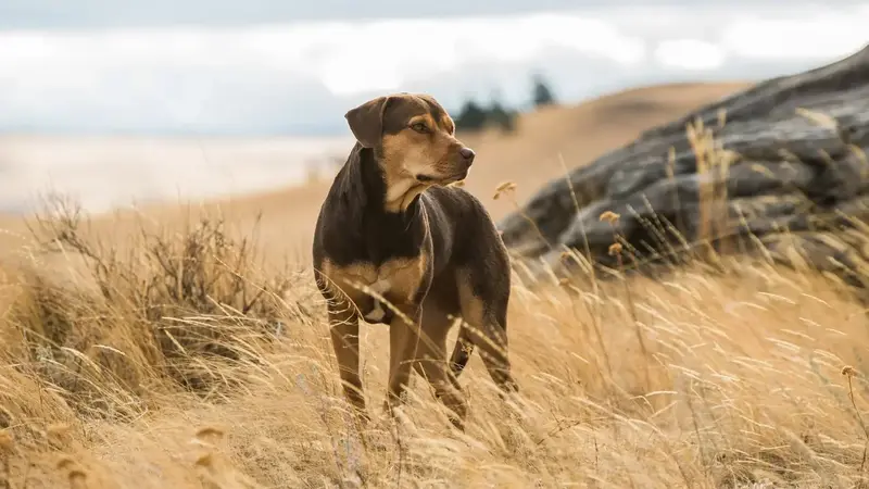 400 Μίλια Αγάπης - Cover