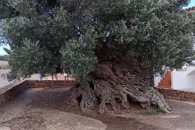 Aν η Ελιά Μιλούσε - Cover