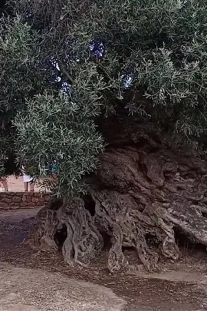 Aν η Ελιά Μιλούσε - Poster