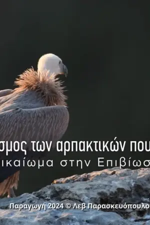 Αρπακτικά Πουλιά - Δικαίωμα στην Επιβίωση - Poster