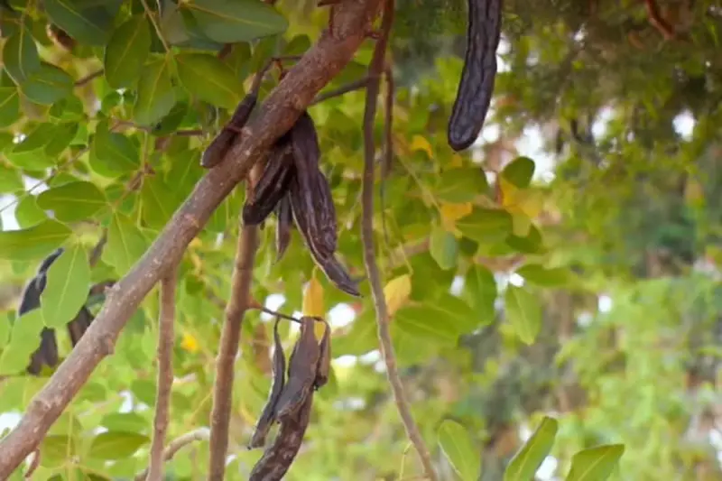 Χαρούπι - Ο Μαύρος 'Χρυσός' της Κρήτης - Cover