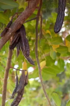 Χαρούπι - Ο Μαύρος 'Χρυσός' της Κρήτης - Poster