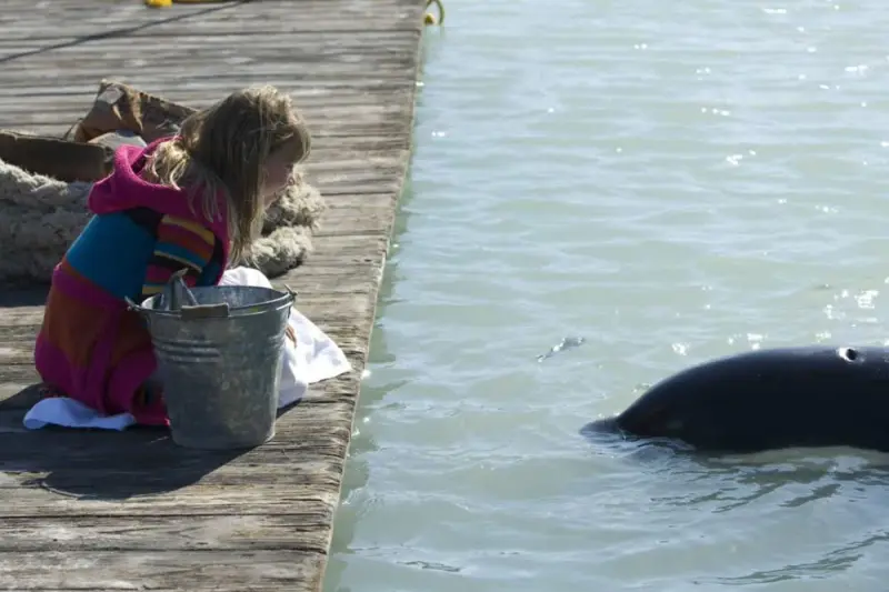 Ελευθερώστε τον Γουίλι: Απόδραση από τον Όρμο του Πειρατή - Cover
