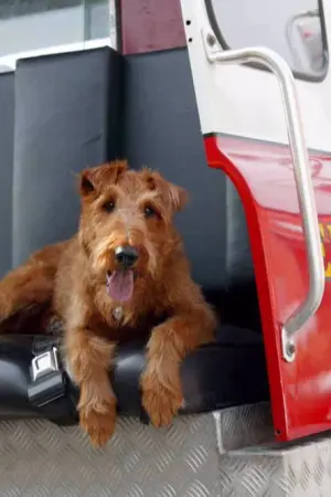 Ένας Τετράποδος Πυροσβέστης - Poster