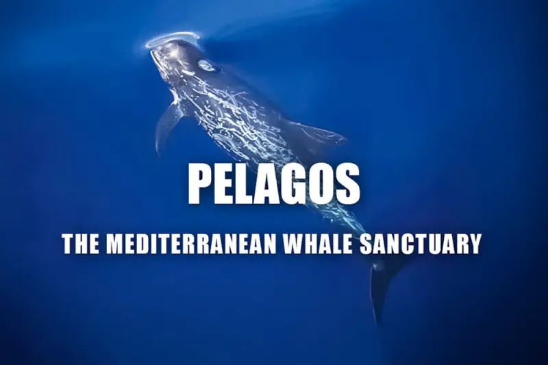 Φάλαινες στη Μεσόγειο - Cover