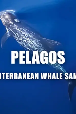 Φάλαινες στη Μεσόγειο - Poster