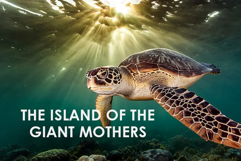 Γιγάντιες Χελώνες - Cover