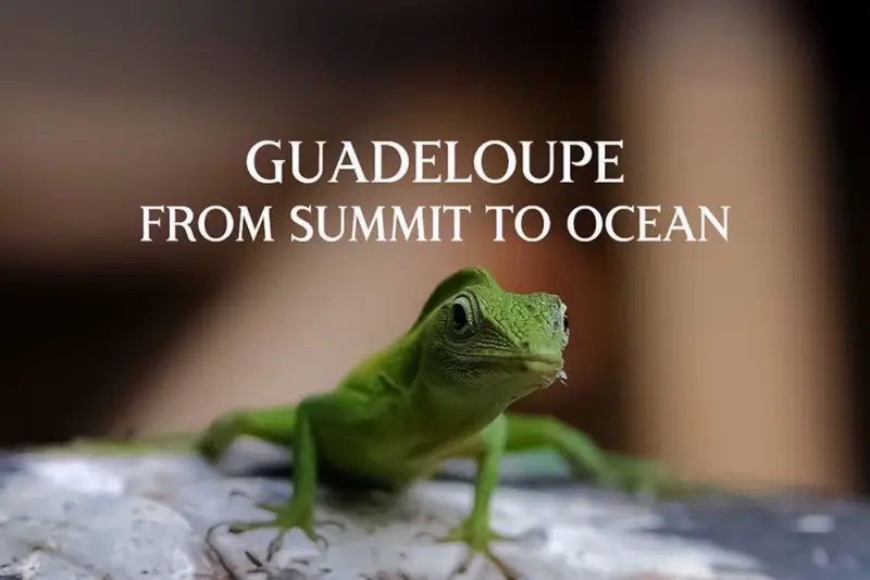 Γουαδελούπη, από τις Κορυφές Ως τον Ωκεανό - Cover