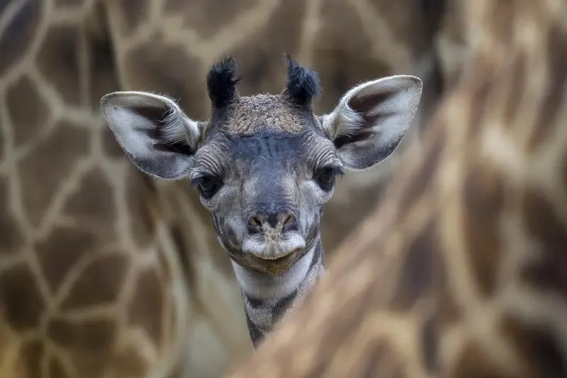 Η Τελευταία Καμηλοπάρδαλη - Cover