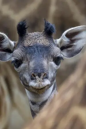 Η Τελευταία Καμηλοπάρδαλη - Poster