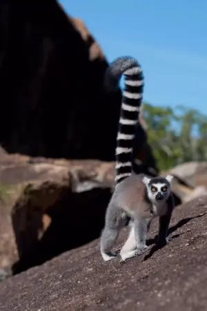 Island of Lemurs: Madagascar - Poster