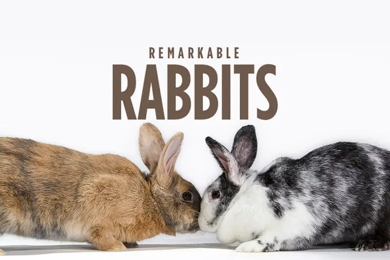 Κουνέλια Παντού! - Cover