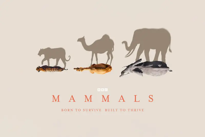 Mammals - Cover