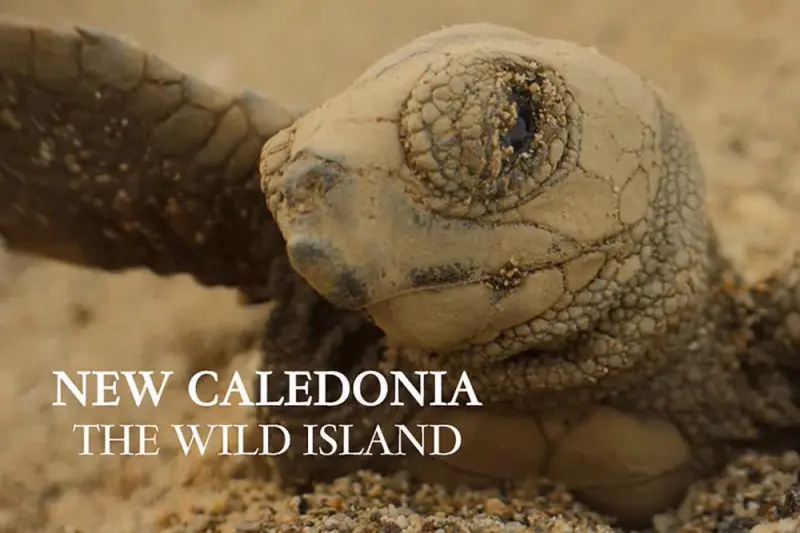 Νέα Καληδονία, ένα Άγριο Νησί - Cover