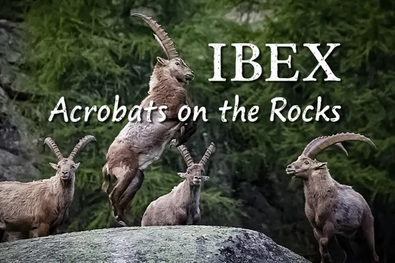 Οι Ακροβάτες των Βράχων - Cover