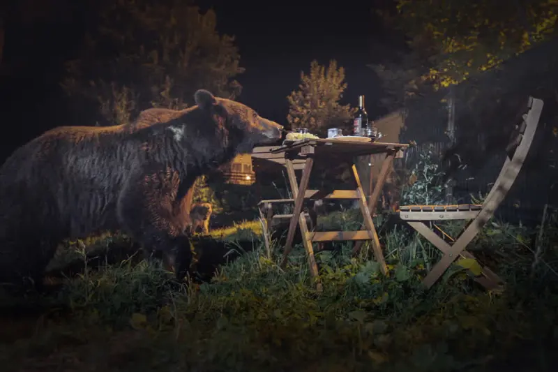 Οι Αρκούδες της Τρανσυλβανίας - Cover