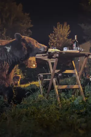 Οι Αρκούδες της Τρανσυλβανίας - Poster