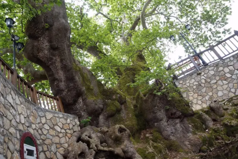 Οι Ιστορίες των Δέντρων: Γεροπλάτανος Χαλκιδικής - Cover