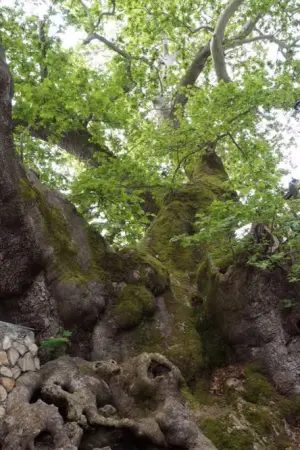 Οι Ιστορίες των Δέντρων: Γεροπλάτανος Χαλκιδικής - Poster