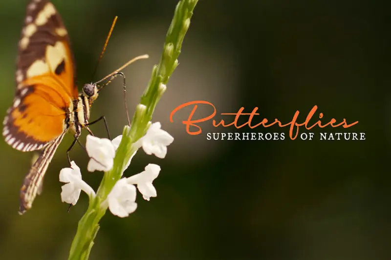 Πεταλούδες, οι Υπερήρωες της Φύσης - Cover