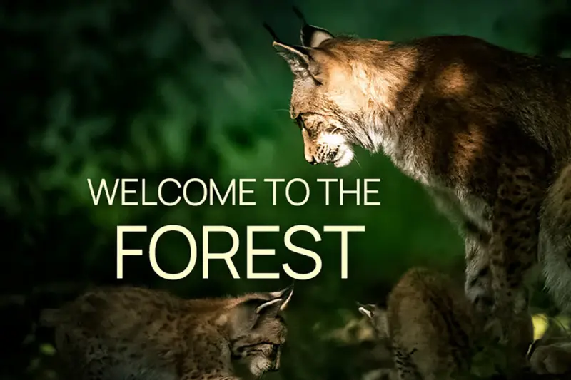 Στα Δάση της Γερμανίας - Cover