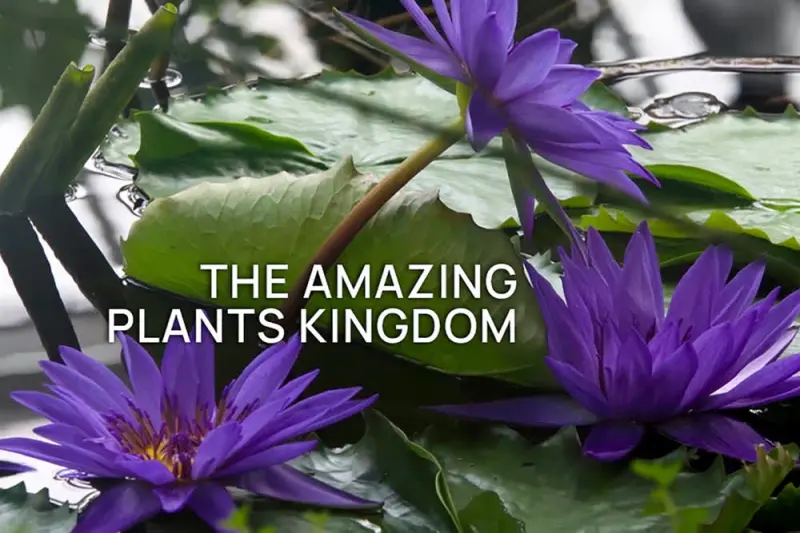 Στο Βασίλειο των Φυτών - Cover