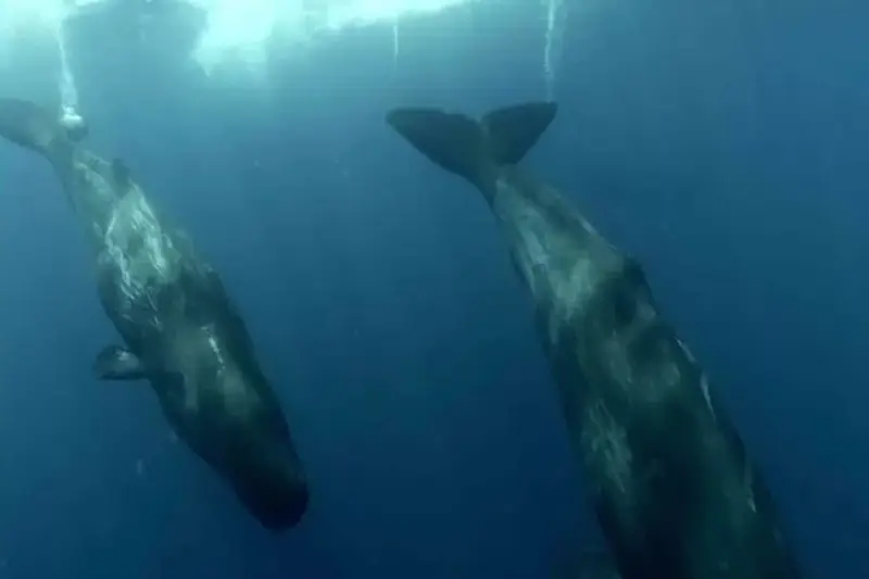 Τιτάνες της Θάλασσας: Οικογενειακή Υπόθεση - Cover