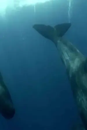 Τιτάνες της Θάλασσας: Οικογενειακή Υπόθεση - Poster