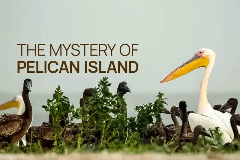 Το Μυστήριο του Νησιού των Πελεκάνων - Cover