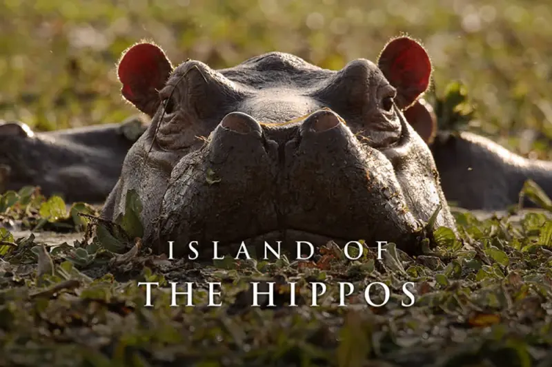 Το Νησί του Ιπποπόταμου - Cover