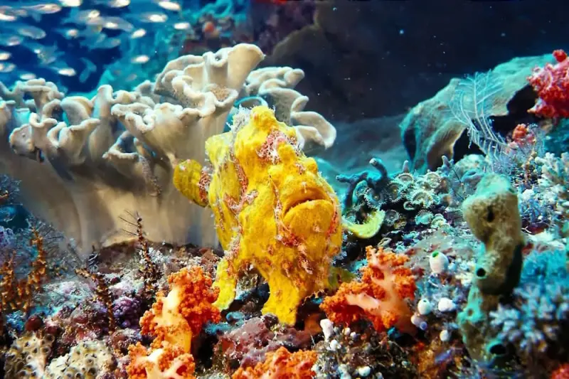 Under the Sea - Cover