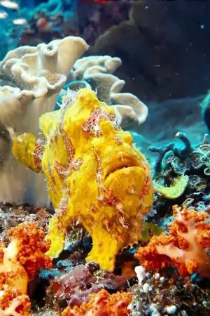 Under the Sea - Poster
