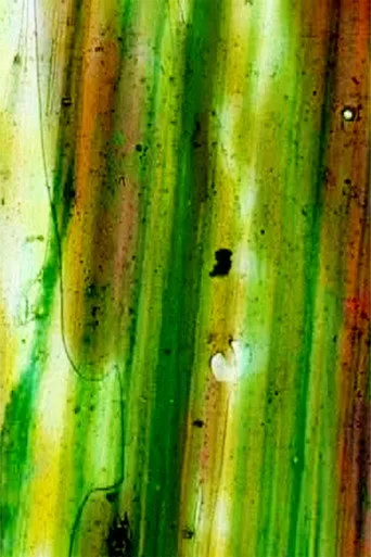 The Hummingbird - Cover